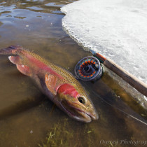 Fly Fishing the Truckee for Rainbow Trout