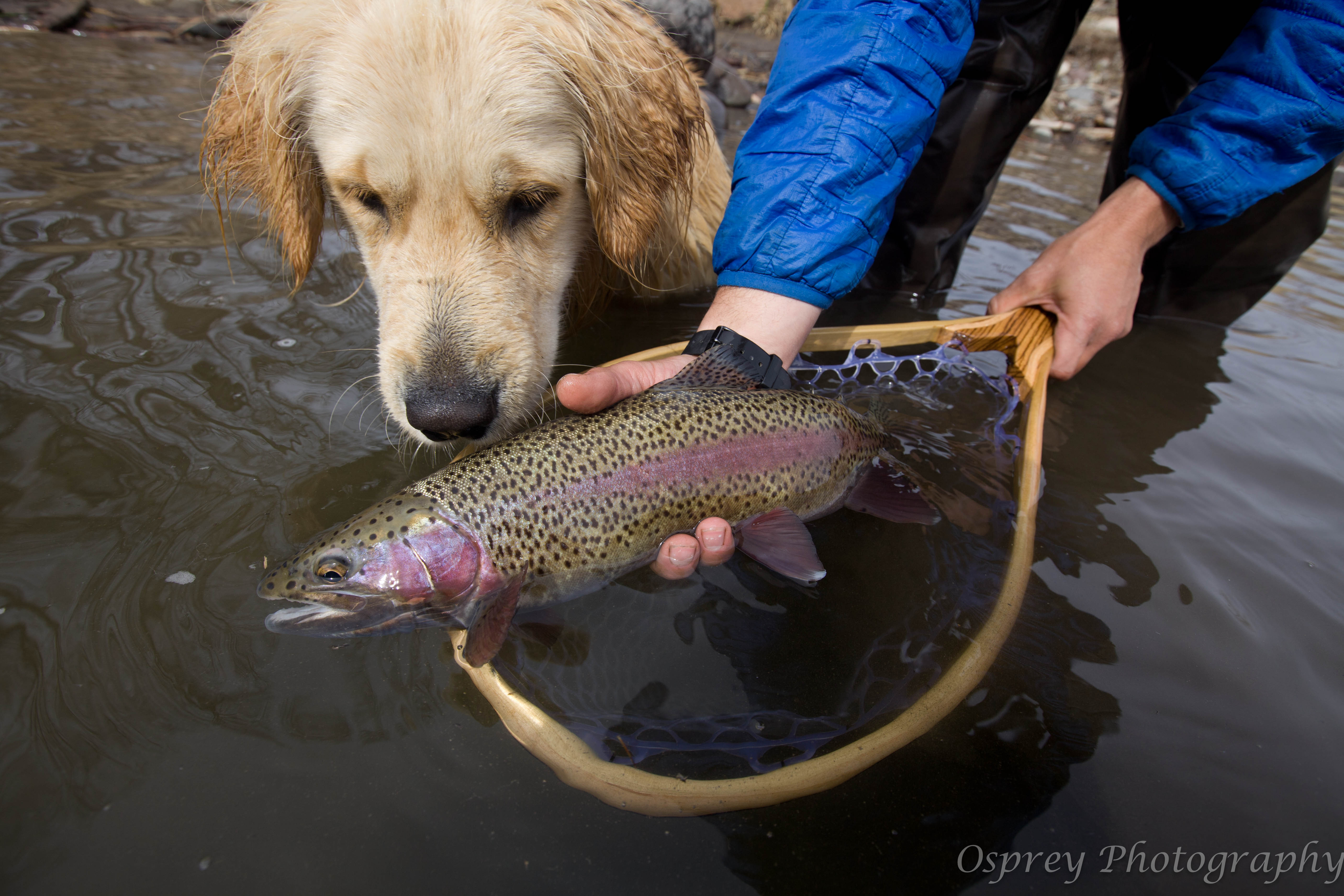 Year Round Fly Fishing in Truckee