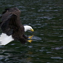 Bald Eagle in Alaska takes off with a rockfish