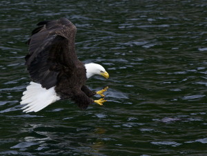 Bald Eagle in Alaska takes off with a rockfish