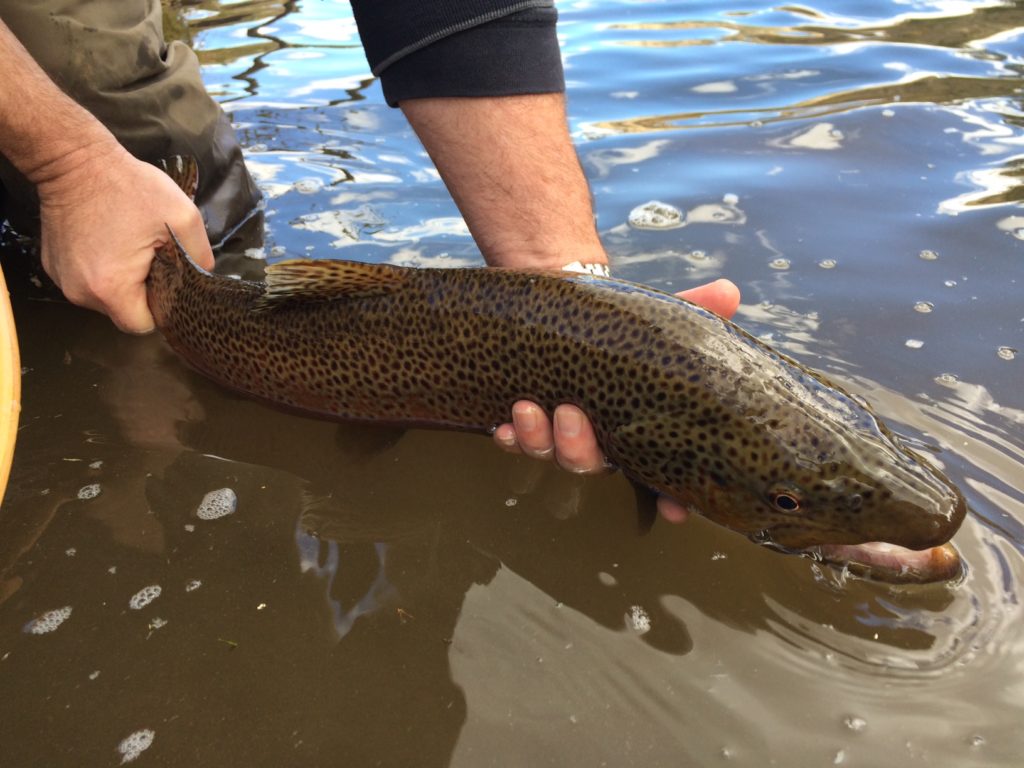 Truckee River Brown Trout, Mahers Guide Service 