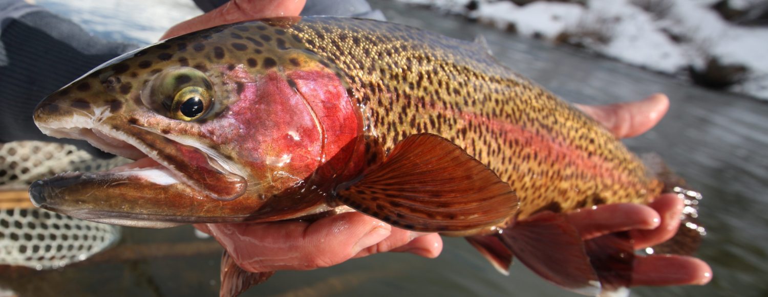 Truckee River Guided Fly Fishing