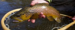 Truckee River Guided Fly Fishing